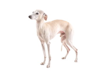 Beyaz stüdyo arka planında izole edilmiş İtalyan tazı erkek köpek portresi