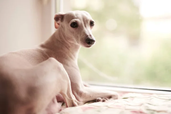 Portrait Chien Italien Greyhound Couleur Blanc Laiteux Regardant Windo — Photo