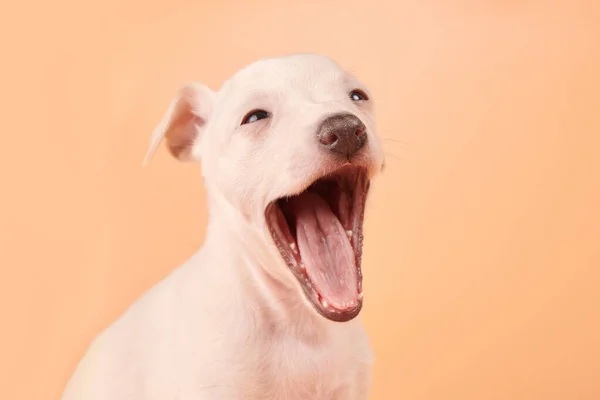 Portrait Cute Italian Greyhound Puppy Yawning Isolated Orange Studio Background — Stock Photo, Image