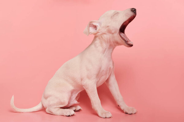 Portrait of cute Italian Greyhound puppy yawning isolated on pink studio background. Small sleepy beagle dog white beige colo