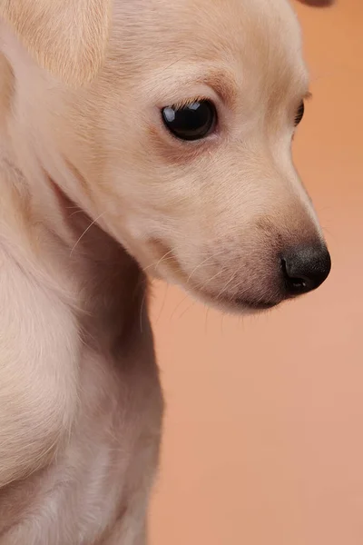 Retrato Cachorro Bonito Italiano Greyhound Isolado Fundo Estúdio Laranja Pêssego — Fotografia de Stock