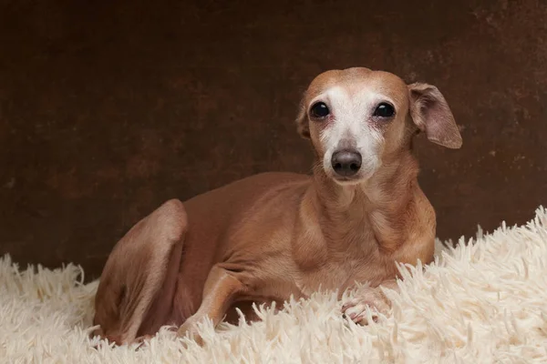 意大利灰狗犬褐色的画像 与毛绒绒地毯隔离在工作室里 — 图库照片