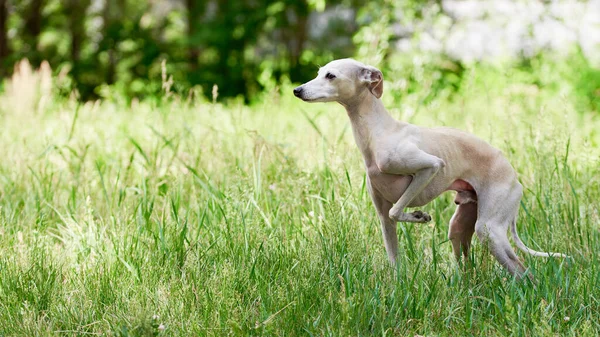 緑の草原を歩くイタリアのグレイハウンドオスの犬の肖像 — ストック写真