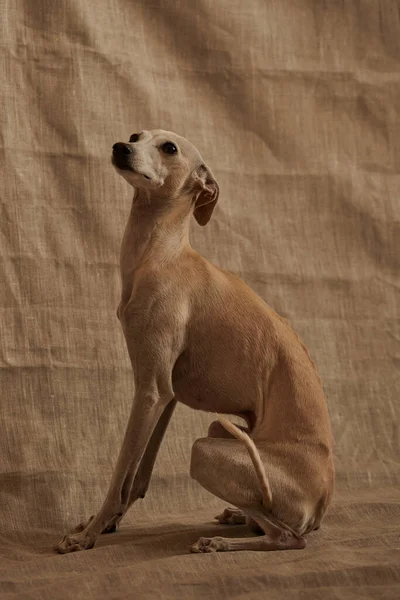 Retrato Perro Macho Galgo Italiano Posando Aislado Sobre Fondo Beige — Foto de Stock