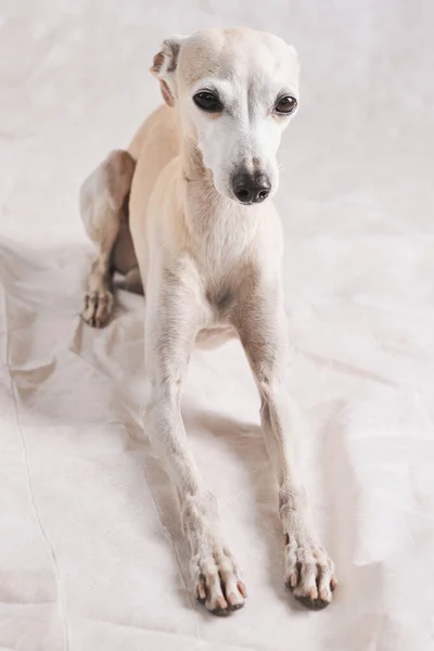 Portrait of Italian Greyhound male dog posing isolated on white studio background