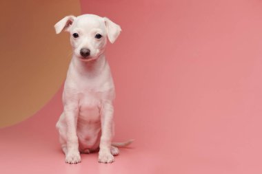 Pembe turuncu stüdyo arka planında izole edilmiş şirin İtalyan tazı yavrusu portresi. Küçük av köpeği beyaz bej kolo