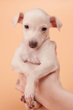 İnsan ellerinde şirin bir İtalyan tazı yavrusunun portresi. Küçük uykulu av köpeği beyaz bej rengi stüdyo arka planında izole edilmiş