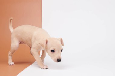 Beyaz kahverengi stüdyo arka planında izole edilmiş şirin İtalyan tazı yavrusu portresi. Küçük av köpeği beyaz bej kolo