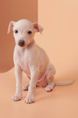 Kahverengi turuncu stüdyo arka planında izole edilmiş şirin İtalyan tazı yavrusu portresi. Küçük av köpeği beyaz bej kolo