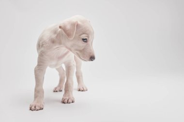 Beyaz stüdyo arka planında izole edilmiş şirin İtalyan tazı yavrusu portresi. Küçük av köpeği beyaz bej kolo