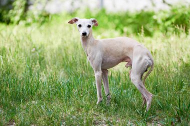 İtalyan Greyhound erkek köpeğinin portresi yeşil çimlerde yürüyor.