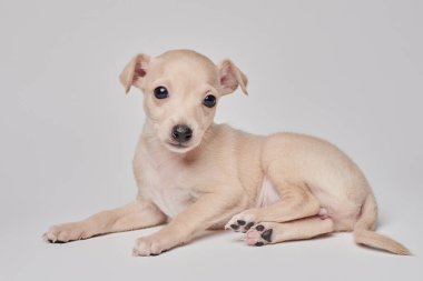 Beyaz stüdyo arka planında izole edilmiş şirin İtalyan tazı yavrusu portresi. Küçük av köpeği beyaz bej kolo