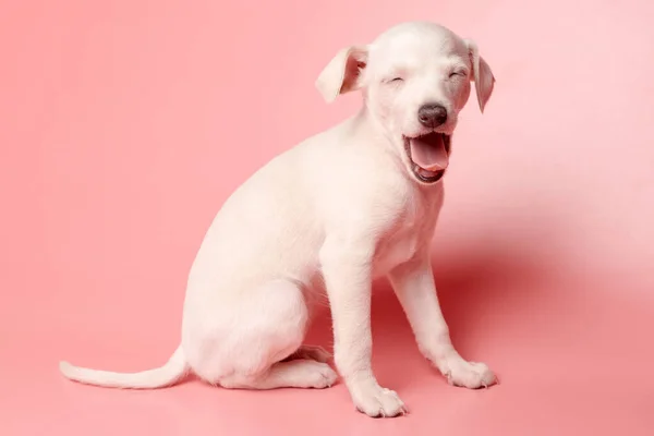 Portret Ślicznego Włoskiego Szczeniaka Greyhound Ziewanie Izolowane Różowym Tle Studio — Zdjęcie stockowe