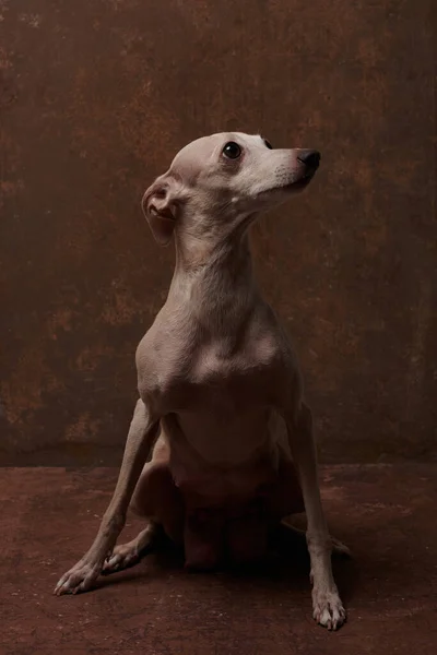 Портрет Итальянской Собаки Грейхаунд Коричневого Цвета Позирует Изолированно Фоне Шоколадной — стоковое фото