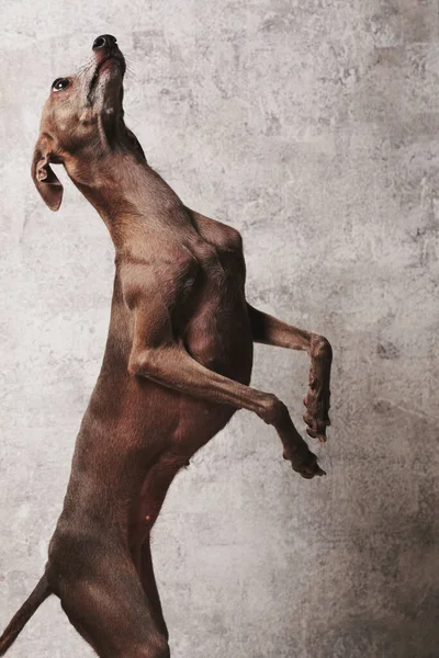 Портрет Італійського Собаки Грейхаунд Коричневий Колір Пози Лапами Ізольовані Задньому — стокове фото