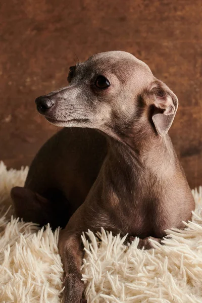 Портрет Итальянской Собаки Грейхаунд Коричневого Цвета Позирует Изолированно Пушистом Ковре — стоковое фото