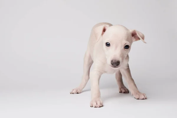 Retrato Lindo Cachorro Galgo Italiano Aislado Sobre Fondo Estudio Blanco —  Fotos de Stock