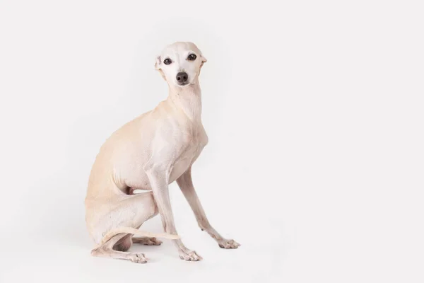 Portrét Italského Chrta Pes Pózuje Izolované Bílém Pozadí Studia — Stock fotografie