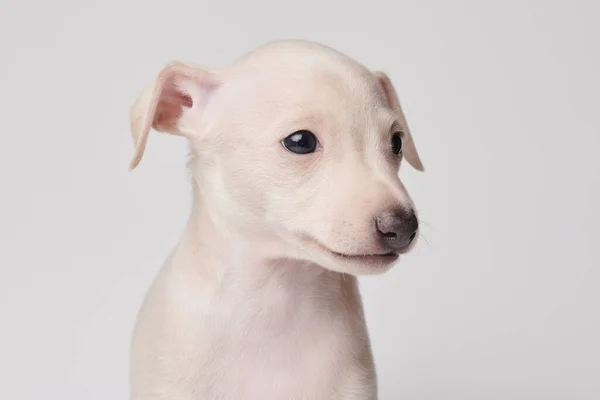 Porträtt Söta Italienska Greyhound Valp Isolerad Vit Studio Bakgrund Liten — Stockfoto