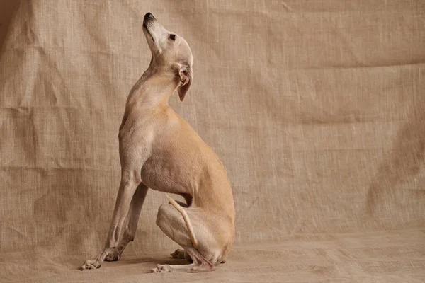 Retrato Perro Macho Galgo Italiano Posando Aislado Sobre Fondo Beige —  Fotos de Stock