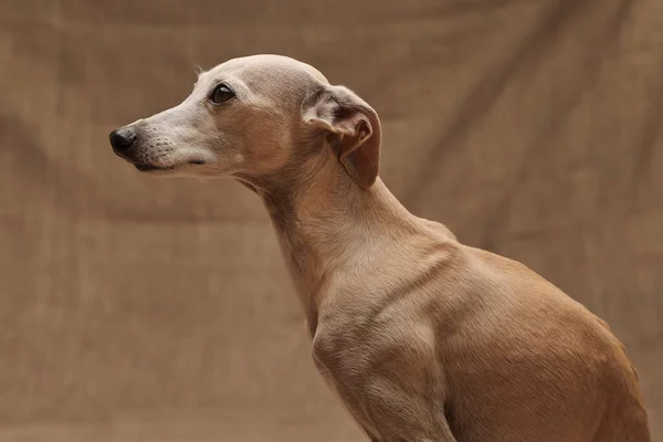 Portrait Italian Greyhound Male Dog Posing Isolated Beige Studio Background — Stock Photo, Image