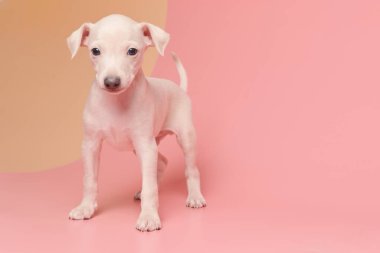 Pembe turuncu stüdyo arka planında izole edilmiş şirin İtalyan tazı yavrusu portresi. Küçük av köpeği beyaz bej kolo