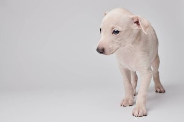Beyaz stüdyo arka planında izole edilmiş şirin İtalyan tazı yavrusu portresi. Küçük av köpeği beyaz bej kolo