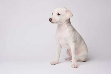 Beyaz stüdyo arka planında izole edilmiş şirin İtalyan tazı yavrusu portresi. Küçük av köpeği beyaz bej kolo