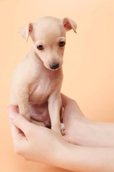 Portrait Cute Italian Greyhound Puppy Human Hands Small Sleepy Beagle — Stock Photo, Image
