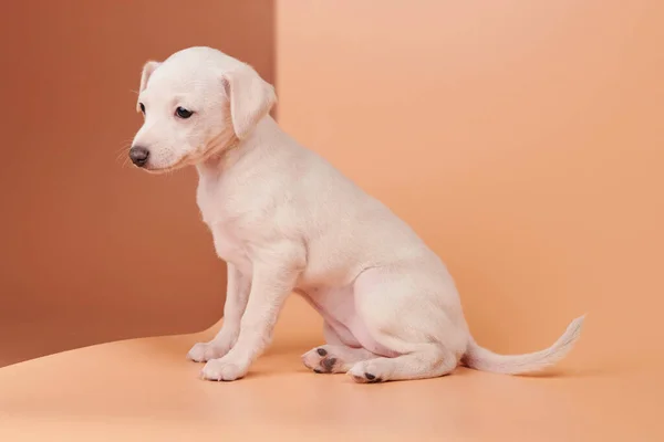 茶色のオレンジのスタジオの背景に隔離されたかわいいイタリアのグレイハウンド子犬の肖像画 小さなビーグル犬白ベージュコロー — ストック写真