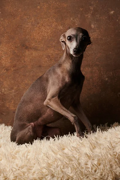 Портрет Італійського Собаки Сірого Кольору Ізольований Пухнастий Килим Студії — стокове фото