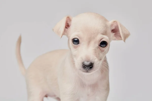 Portrait Cute Italian Greyhound Puppy Isolated White Studio Background Small — Stock Photo, Image