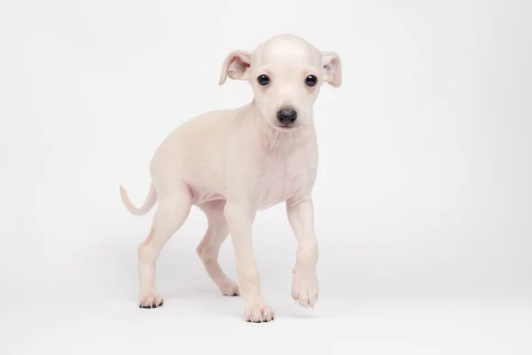 Portrait Von Niedlichen Italienischen Windhund Welpen Isoliert Auf Weißem Studiohintergrund — Stockfoto