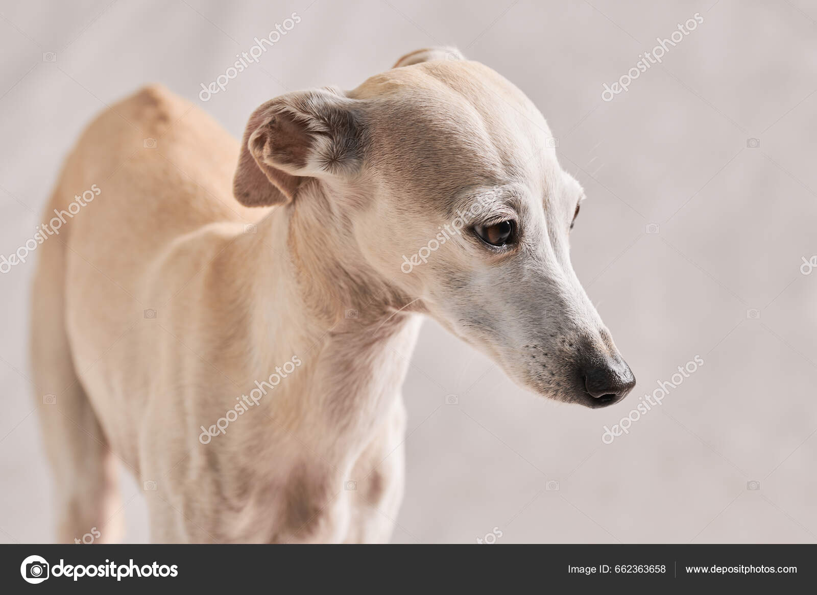 Long Hair Italian Greyhound How Fast Does A Greyhound Go Italian