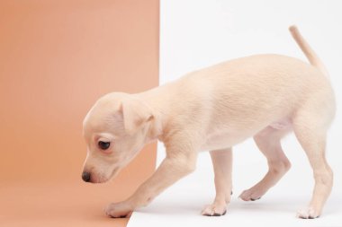Beyaz kahverengi stüdyo arka planında izole edilmiş şirin İtalyan tazı yavrusu portresi. Küçük av köpeği beyaz bej kolo