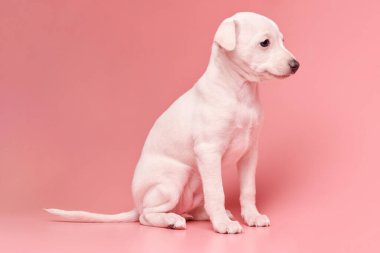 Pembe stüdyo arka planında izole edilmiş şirin İtalyan tazı yavrusu portresi. Küçük av köpeği beyaz bej kolo