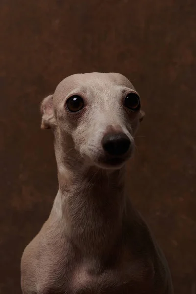 Portret Van Italiaanse Greyhound Hond Bruine Kleur Poseren Geïsoleerd Chocolade — Stockfoto