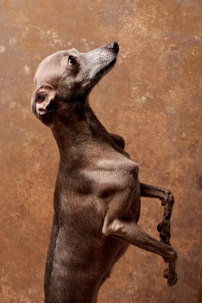 Portrait Italian Greyhound Dog Brown Color Posing Paws Isolated Studio — Stock Photo, Image
