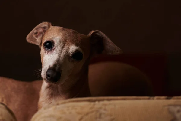 Портрет Итальянской Собаки Грейхаунд Коричневого Цвета Позирующей Диване Дома — стоковое фото