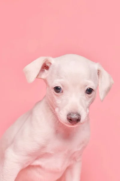Portrét Roztomilého Italského Štěňátka Greyhound Izolovaného Růžovém Pozadí Studia Malý — Stock fotografie