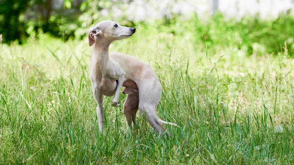 緑の草原を歩くイタリアのグレイハウンドオスの犬の肖像 — ストック写真