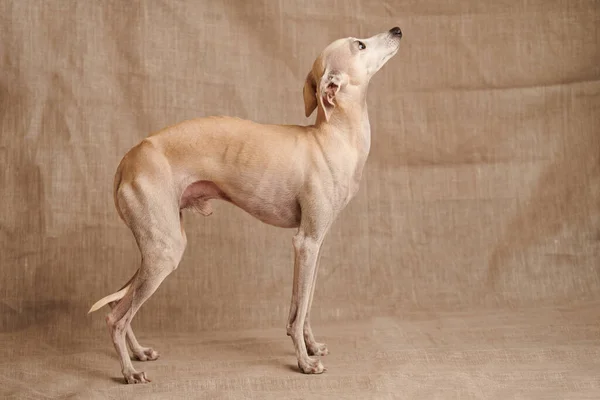 Retrato Cão Macho Italiano Greyhound Posando Isolado Fundo Estúdio Bege — Fotografia de Stock