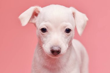 Pembe stüdyo arka planında izole edilmiş şirin İtalyan tazı yavrusu portresi. Küçük av köpeği beyaz bej kolo