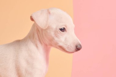 Pembe turuncu stüdyo arka planında izole edilmiş şirin İtalyan tazı yavrusu portresi. Küçük av köpeği beyaz bej kolo