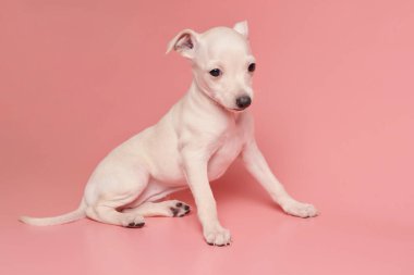 Pembe stüdyo arka planında izole edilmiş şirin İtalyan tazı yavrusu portresi. Küçük av köpeği beyaz bej kolo
