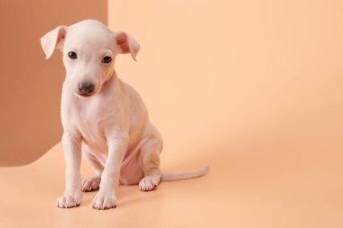 Kahverengi turuncu stüdyo arka planında izole edilmiş şirin İtalyan tazı yavrusu portresi. Küçük av köpeği beyaz bej kolo
