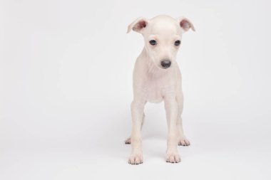 Beyaz stüdyo arka planında izole edilmiş şirin İtalyan tazı yavrusu portresi. Küçük av köpeği beyaz bej kolo