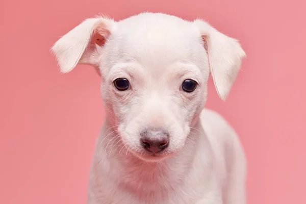 Retrato Lindo Cachorro Galgo Italiano Aislado Sobre Fondo Estudio Rosa — Foto de Stock