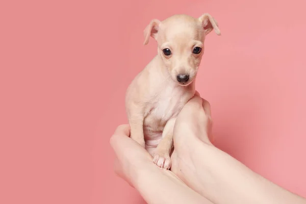 Portrait Cute Italian Greyhound Puppy Human Hands Small Sleepy Beagle — Stock Photo, Image