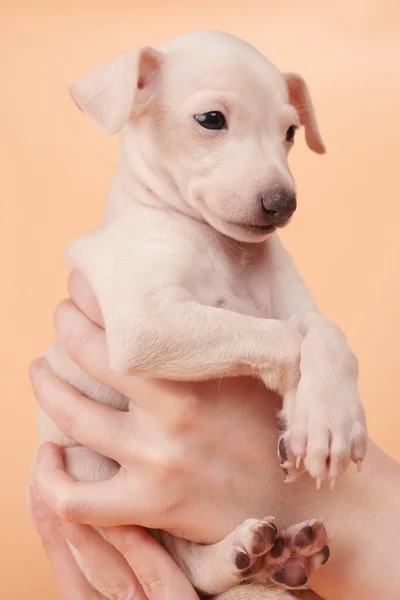 Portrait Des Süßen Italienischen Windhundewelpen Menschlichen Händen Kleine Schläfrige Beagle — Stockfoto